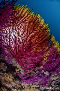 Seafan in Tremiti Island by Marco Gargiulo 